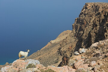 Goat on the rocks - Socotra island, Yemen - 535557872
