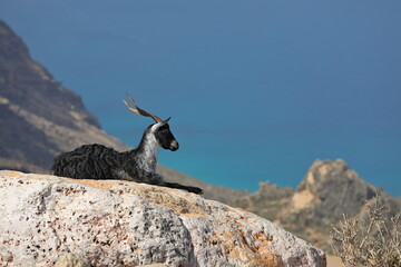 Goat on the rocks - Socotra island, Yemen - 535557877