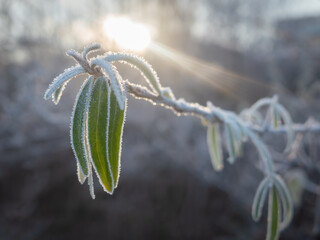 Closeup of green leaves of sea buckthorn covered with white hoarfrost in rays of morning sun
