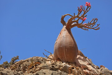 Bottle tree in bloom - adenium obesum - endemic tree of Socotra Island - 535558039