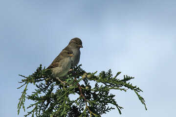 zwei junge Spatzen sitzen nebeneinander auf einem grünen Zweig