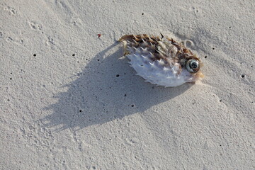 Dead puffer fish on the beach
