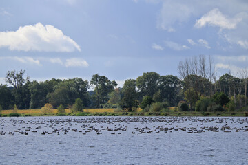 viele Graugänse auf einem See