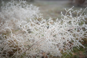 Closeup of dry bentgrass covered with hoarfrost forming beautiful icy lace pattern