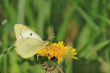Weißklee-Gelbling Colias hyale auf gelber Blüte