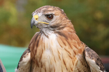 Red Tailed Hawk at Birds of Prey show