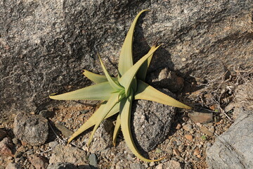 Aloe - medical plant from Socotra Island, Yemen 