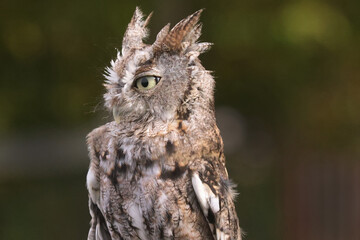 Eastern Sceech Owl at fair for birds of prey display at fall fair