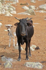 Dwarf cow with a calf, Socotra Island, Yemen