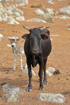 Dwarf Cow With A Calf, Socotra Island, Yemen