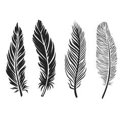 Obraz premium set of feathers