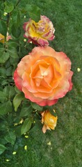 most beautiful rose photo