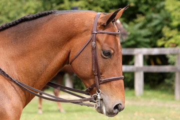Warmblood gelding head in bridle in horse show in fall sun