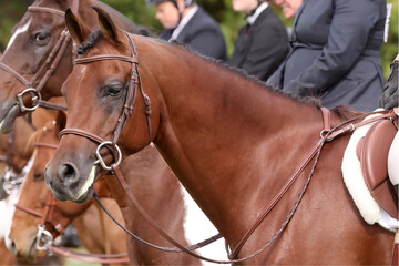 Obraz premium Arabian gelding in horse show class at county fair in fall sunshine