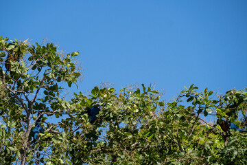 wild bird from Brazil yellow and blue canindé macaw