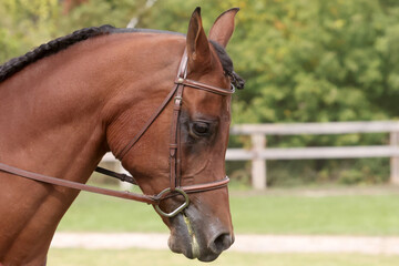 Naklejka premium Arabian in horse show ring in autumn colours