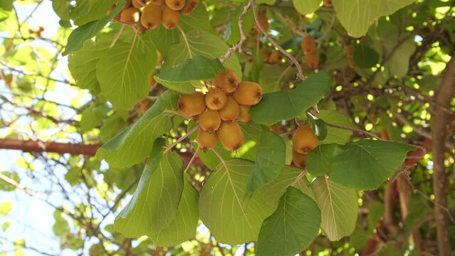Farming and harvesting concept. Golden or green kiwi, hairy fruits hanging on kiwi tree in orchard