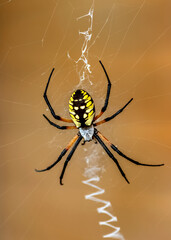 Yellow Garden Spider Waiting on Web