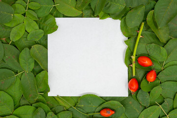 Creative layout made of dog rose (rose hips) leaves and fresh fruit berries in autumn and paper card. Flat lay. Autumn nature leaves concept.	