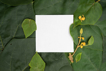 Creative layout made of paulownia leaves and dried fruit on the branch in autumn and paper card. Flat lay. Autumn nature leaves concept.	