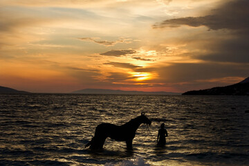 bathing the horse in the evening sea. Sunset on the sea and silhouettes of a horse and a girl