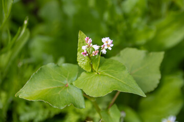 close up of pink white flowers of buckwheat fagopyrum esculentum plant and heart shaped leaf