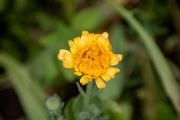 bright orange flower of calendula officinalis the pot marigold