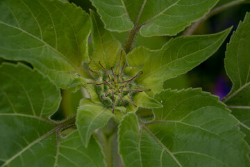 bud of a sunflower waiting to open in the summer sunshine