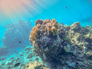coral reef in Eilat