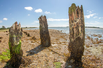 old wooden posts by the oyster beds on the shore at Langstone Harbour Hampshire England taken with a fisheye lens