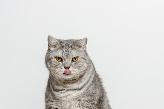 Tabby cat is licking his lips, white background