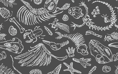 Isolated white chalk contour imprints skeletons of prehistoric animals, insects and plants. Seamless pattern realistic hand drawn art. Vector illustration