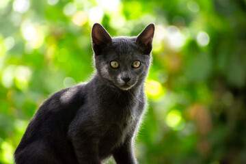 Gato azul ruso negro gris joven pequeño a la luz entre las hojas sobre él con fondo desenfocado...