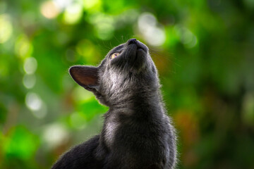 Gato azul ruso negro gris joven pequeño a la luz entre las hojas sobre él con fondo desenfocado de luces y arboles