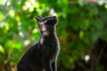 Gato azul ruso negro gris joven pequeño a la luz entre las hojas sobre él con fondo desenfocado de luces y arboles