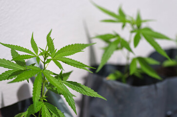 Cannabis seedlings in seedling bags