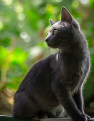 Gato azul ruso negro gris joven pequeño a la luz entre las hojas sobre él con fondo desenfocado de luces y arboles