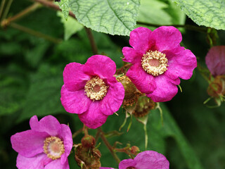 Fototapeta premium Pink flowers of fragrant raspberries, decorative garden shrub