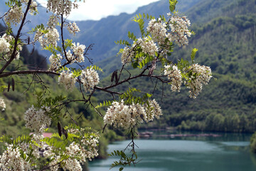 Bosnia River and Country