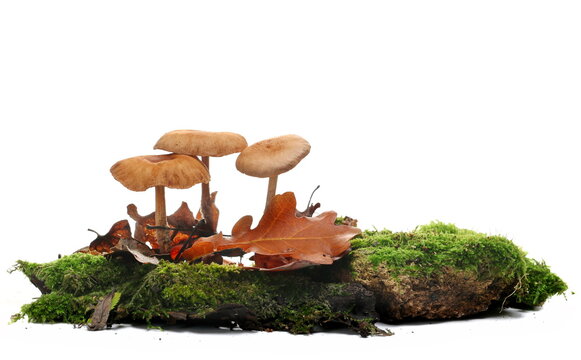 Green moss on stone and mushrooms, isolated on white 