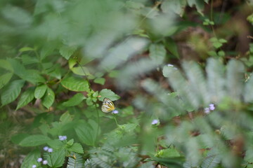 butterfly on leaf