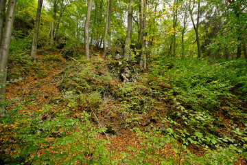 Summer landscape. A rock in the woods among the green thickets.