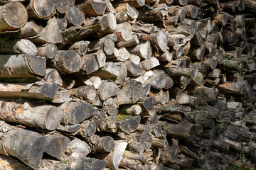 Firewood in times of Ukraine war and gas shortages