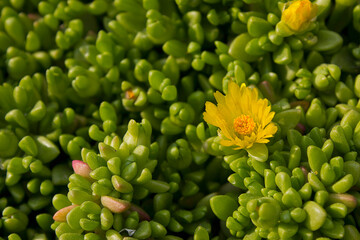 Yellow flowers of the succulent Delosperma nubigerum close-up