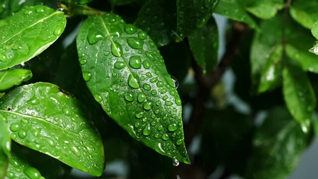 green leaf in the rain