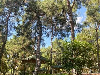 Fototapeta premium Pergolas among tall pines. The photo was taken at the Antalya Zoo