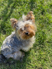 Yorkshire terrier sitting on the grass