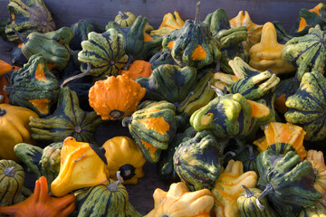 gourds variations multicolor decorative halloween squash agriculture market