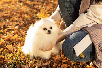 White fluffy pomeranian spitz and maple yellow leaves. Natural. Autumn walk with dog - obrazy, fototapety, plakaty