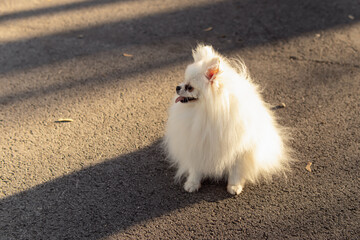White fluffy pomeranian spitz. Natural. Space for text. Walking with dog